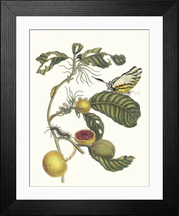 Framed Print : Marmelade doosjes Boom. From the Book Metamorphosis insectorum Surinamensium, 1705 Framed Print : Marmelade doosjes Boom. From the Book Metamorphosis insectorum Surinamensium, 1705