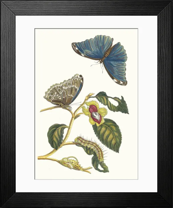 Framed Print : Neflier. From the Book Metamorphosis insectorum Surinamensium, 1705 Framed Print : Neflier. From the Book Metamorphosis insectorum Surinamensium, 1705