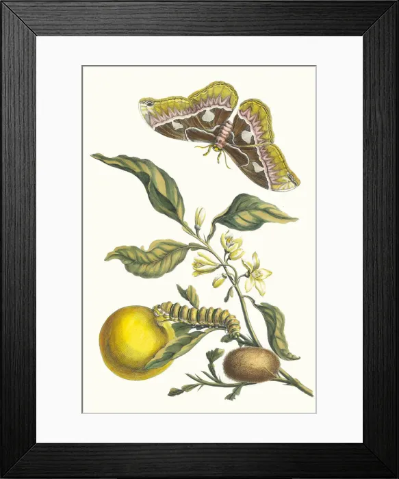 Framed Print : Oranger. From the Book Metamorphosis insectorum Surinamensium, 1705 Framed Print : Oranger. From the Book Metamorphosis insectorum Surinamensium, 1705