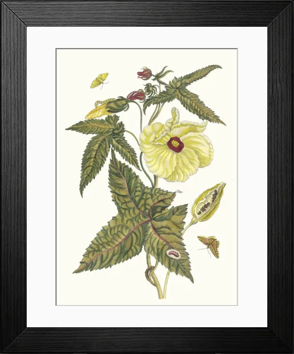 Framed Print : Muscus-Bloem. From the Book Metamorphosis insectorum Surinamensium, 1705 Framed Print : Muscus-Bloem. From the Book Metamorphosis insectorum Surinamensium, 1705