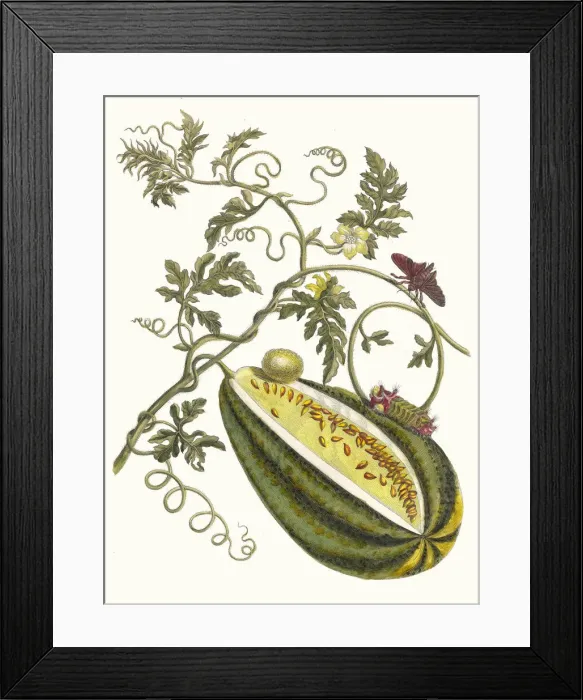Framed Print : Melon d Eau. From the Book Metamorphosis insectorum Surinamensium, 1705 Framed Print : Melon d Eau. From the Book Metamorphosis insectorum Surinamensium, 1705