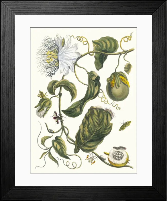 Framed Print : Marquis. From the Book Metamorphosis insectorum Surinamensium, 1705 Framed Print : Marquis. From the Book Metamorphosis insectorum Surinamensium, 1705