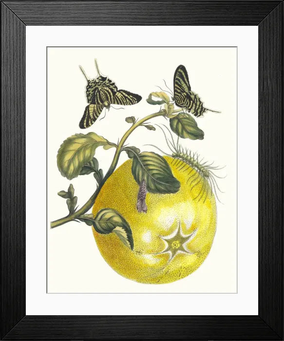 Framed Print : Pompelmous. From the Book Metamorphosis insectorum Surinamensium, 1705 Framed Print : Pompelmous. From the Book Metamorphosis insectorum Surinamensium, 1705