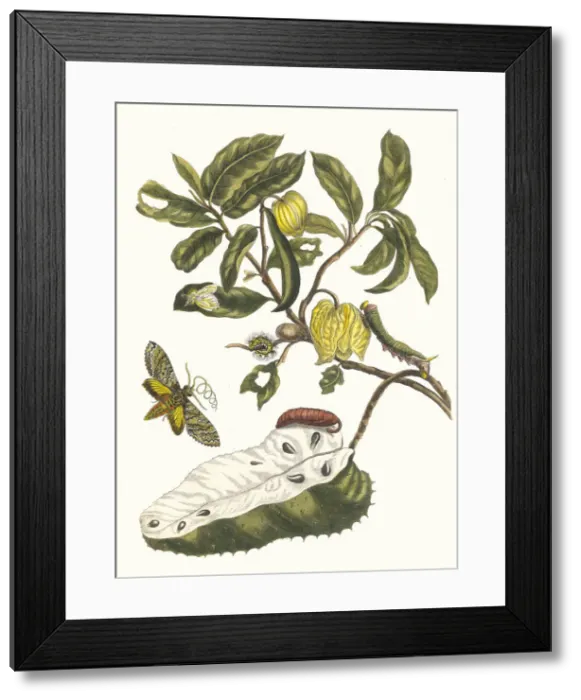 Framed Print : Zuursak. From the Book Metamorphosis insectorum Surinamensium, 1705 Framed Print : Zuursak. From the Book Metamorphosis insectorum Surinamensium, 1705
