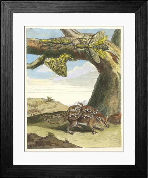 Framed Print : Rat de forest. From the Book Metamorphosis insectorum Surinamensium, 1705 Framed Print : Rat de forest. From the Book Metamorphosis insectorum Surinamensium, 1705