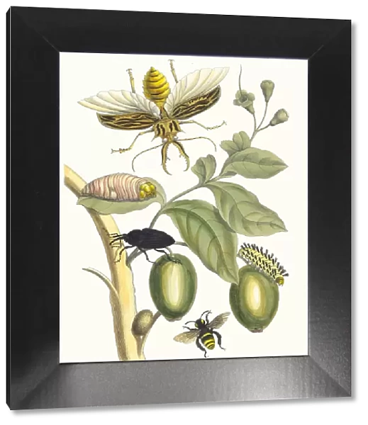 Tabrouba. From the Book Metamorphosis insectorum Surinamensium, 1705