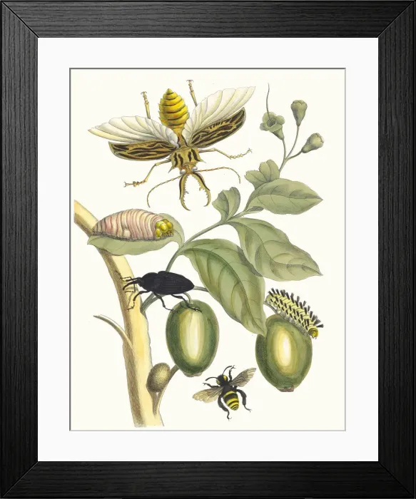 Framed Print : Tabrouba. From the Book Metamorphosis insectorum Surinamensium, 1705 Framed Print : Tabrouba. From the Book Metamorphosis insectorum Surinamensium, 1705