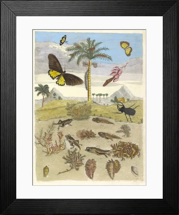 Framed Print : Stag beetle, Amphibians, and Palm trees. From the Book Metamorphosis insectorum... 1705 Framed Print : Stag beetle, Amphibians, and Palm trees. From the Book Metamorphosis insectorum... 1705