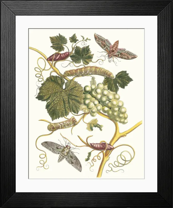 Framed Print : Vigne blanche d Amerique. From the Book Metamorphosis insectorum Surinamensium, 1705 Framed Print : Vigne blanche d Amerique. From the Book Metamorphosis insectorum Surinamensium, 1705