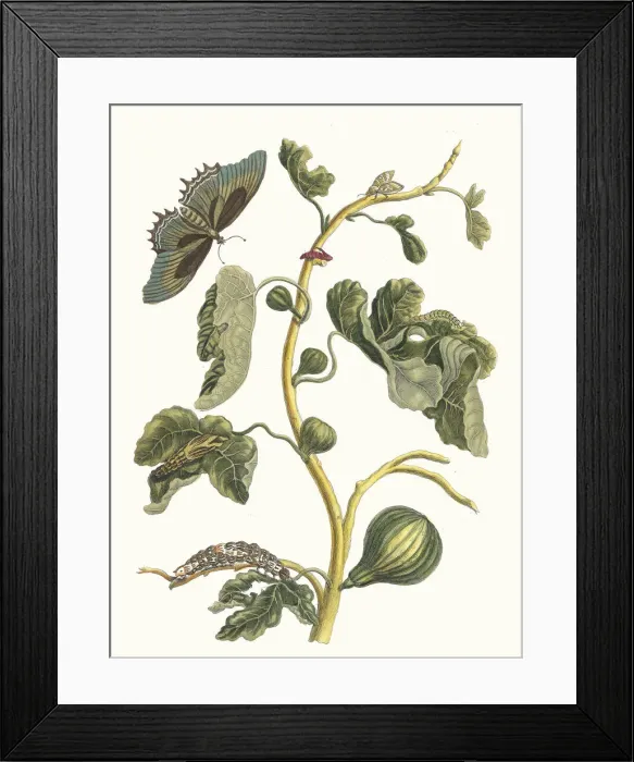 Framed Print : White Guava. From the Book Metamorphosis insectorum Surinamensium, 1705 Framed Print : White Guava. From the Book Metamorphosis insectorum Surinamensium, 1705