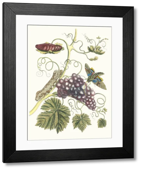 Framed Print : Vigne d Amerique. From the Book Metamorphosis insectorum Surinamensium, 1705 Framed Print : Vigne d Amerique. From the Book Metamorphosis insectorum Surinamensium, 1705
