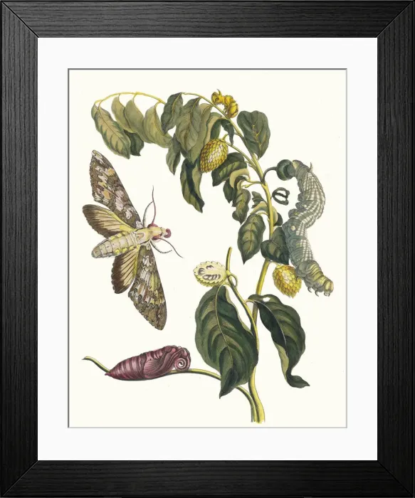 Framed Print : Zursak. From the Book Metamorphosis insectorum Surinamensium, 1705 Framed Print : Zursak. From the Book Metamorphosis insectorum Surinamensium, 1705