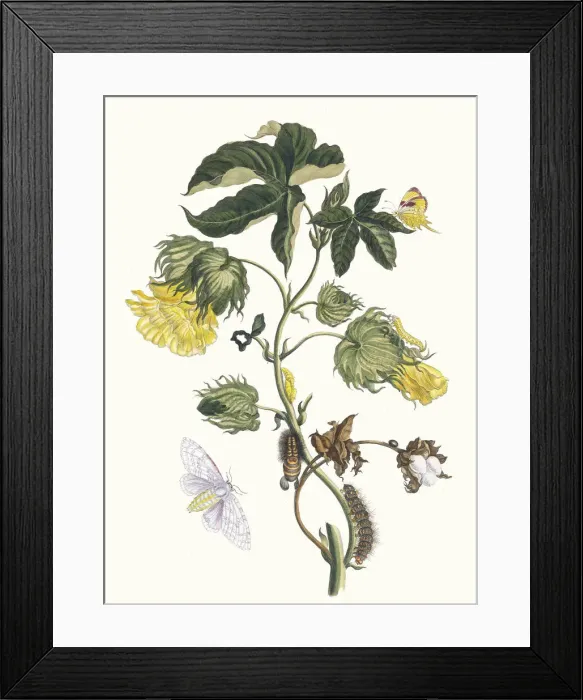 Framed Print : Cotonier. From the Book Metamorphosis insectorum Surinamensium, 1705 Framed Print : Cotonier. From the Book Metamorphosis insectorum Surinamensium, 1705