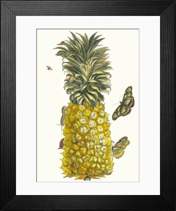Framed Print : Ananas mur. From the Book Metamorphosis insectorum Surinamensium, 1705 Framed Print : Ananas mur. From the Book Metamorphosis insectorum Surinamensium, 1705