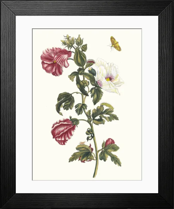 Framed Print : Althea. From the Book Metamorphosis insectorum Surinamensium, 1705 Framed Print : Althea. From the Book Metamorphosis insectorum Surinamensium, 1705