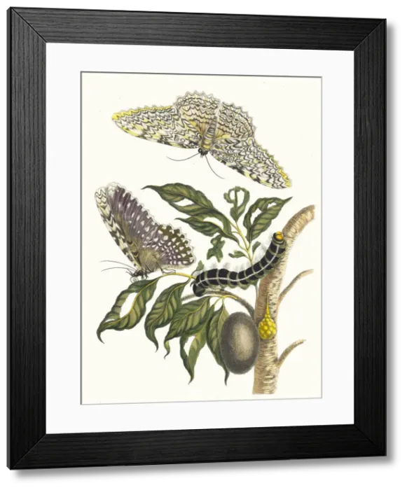 Framed Print : Arbre de gomme-gutte. From the Book Metamorphosis insectorum Surinamensium, 1705 Framed Print : Arbre de gomme-gutte. From the Book Metamorphosis insectorum Surinamensium, 1705