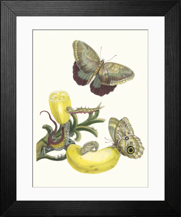 Framed Print : Baccores. From the Book Metamorphosis insectorum Surinamensium, 1705 Framed Print : Baccores. From the Book Metamorphosis insectorum Surinamensium, 1705