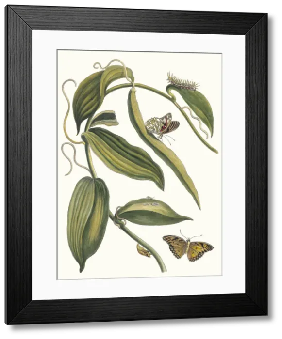 Framed Print : Banille. From the Book Metamorphosis insectorum Surinamensium, 1705 Framed Print : Banille. From the Book Metamorphosis insectorum Surinamensium, 1705