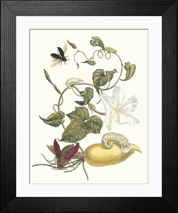 Framed Print : Battattes. From the Book Metamorphosis insectorum Surinamensium, 1705 Framed Print : Battattes. From the Book Metamorphosis insectorum Surinamensium, 1705