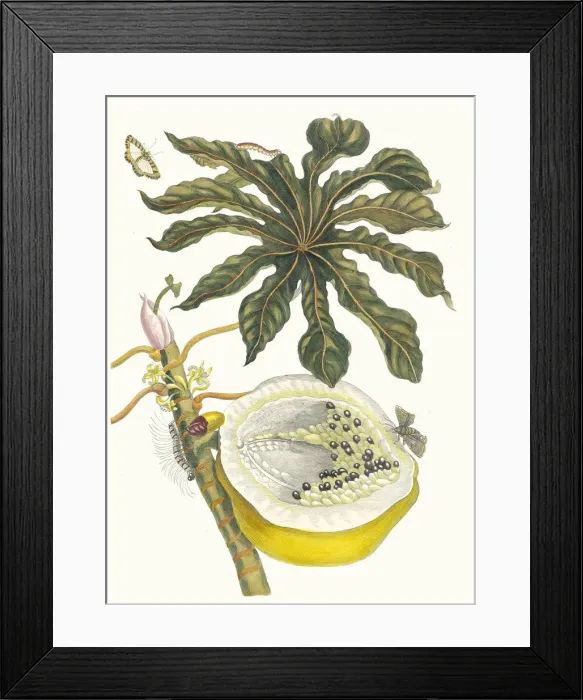 Framed Print : Carica papaya. From the Book Metamorphosis insectorum Surinamensium, 1705 Framed Print : Carica papaya. From the Book Metamorphosis insectorum Surinamensium, 1705