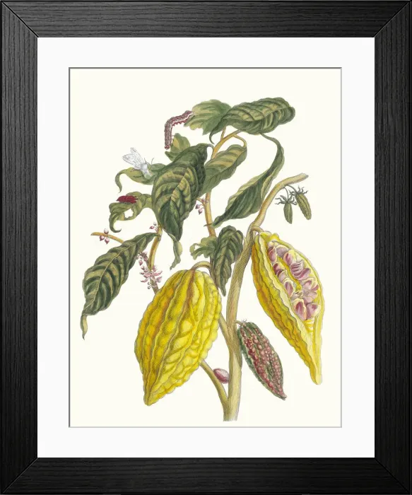 Framed Print : Cacao. From the Book Metamorphosis insectorum Surinamensium, 1705 Framed Print : Cacao. From the Book Metamorphosis insectorum Surinamensium, 1705