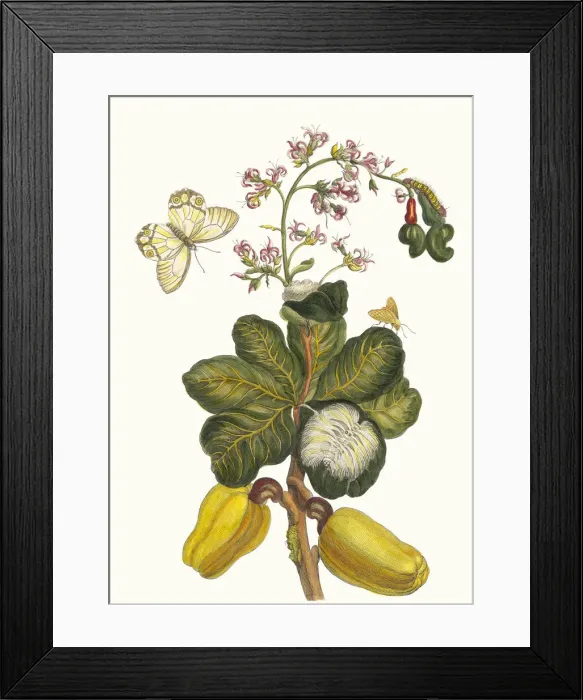 Framed Print : Caschou. From the Book Metamorphosis insectorum Surinamensium, 1705 Framed Print : Caschou. From the Book Metamorphosis insectorum Surinamensium, 1705