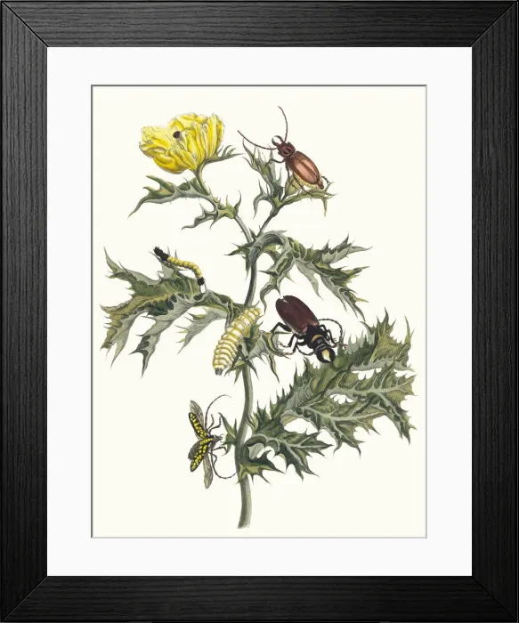 Framed Print : Carduus spinosus. From the Book Metamorphosis insectorum Surinamensium, 1705 Framed Print : Carduus spinosus. From the Book Metamorphosis insectorum Surinamensium, 1705