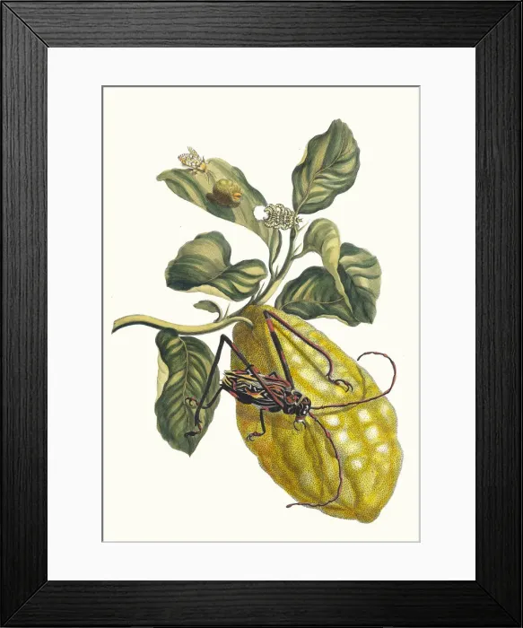 Framed Print : Citronier. From the Book Metamorphosis insectorum Surinamensium, 1705