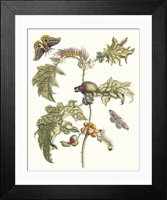 Framed Print : Maccai. From the Book Metamorphosis insectorum Surinamensium, 1705 Framed Print : Maccai. From the Book Metamorphosis insectorum Surinamensium, 1705