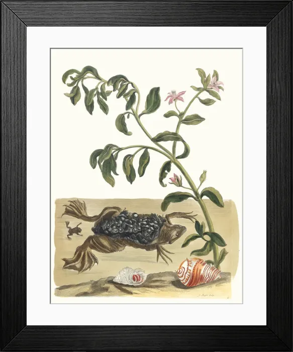 Framed Print : Cresson. From the Book Metamorphosis insectorum Surinamensium, 1705 Framed Print : Cresson. From the Book Metamorphosis insectorum Surinamensium, 1705