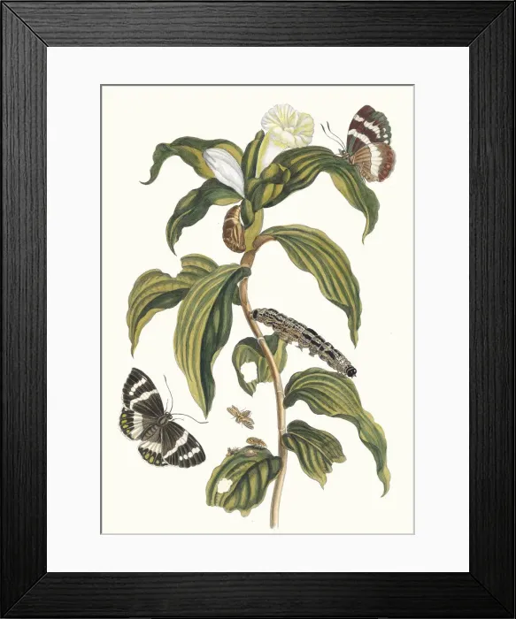 Framed Print : Costus arabicus. From the Book Metamorphosis insectorum Surinamensium, 1705 Framed Print : Costus arabicus. From the Book Metamorphosis insectorum Surinamensium, 1705