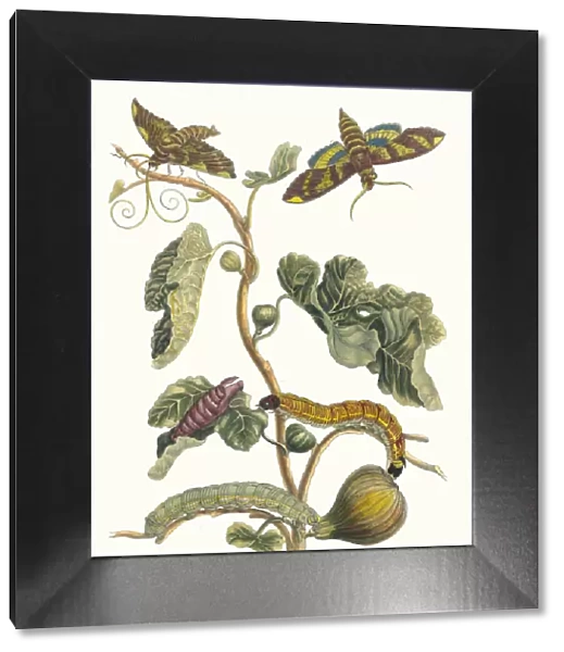 Figuier d Amerique. From the Book Metamorphosis insectorum Surinamensium, 1705