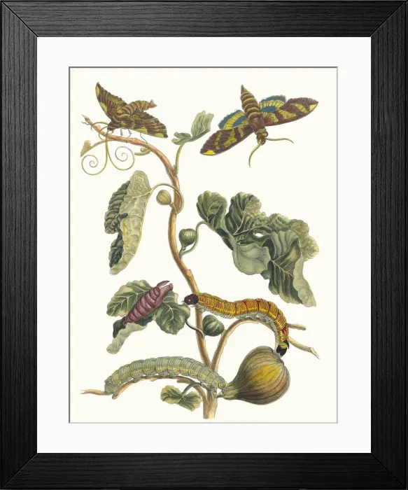 Framed Print : Figuier d Amerique. From the Book Metamorphosis insectorum Surinamensium, 1705 Framed Print : Figuier d Amerique. From the Book Metamorphosis insectorum Surinamensium, 1705
