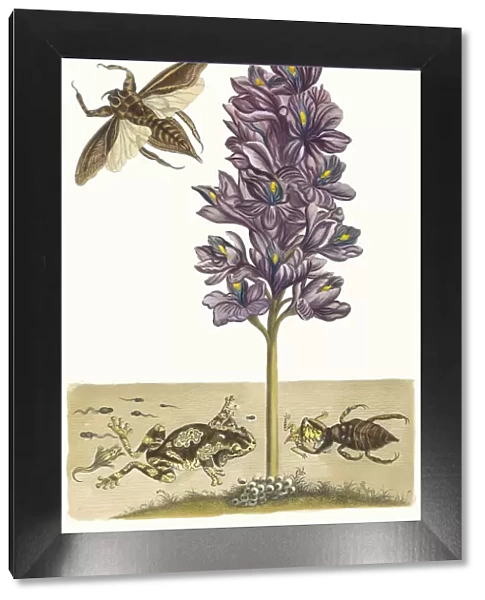 Eichhornia crassipes. From the Book Metamorphosis insectorum Surinamensium, 1705