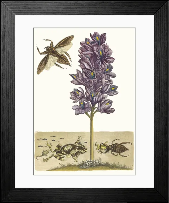 Framed Print : Eichhornia crassipes. From the Book Metamorphosis insectorum Surinamensium, 1705 Framed Print : Eichhornia crassipes. From the Book Metamorphosis insectorum Surinamensium, 1705
