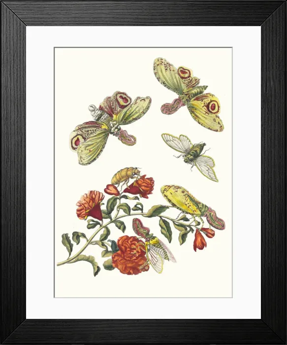 Framed Print : Grenadier. From the Book Metamorphosis insectorum Surinamensium, 1705 Framed Print : Grenadier. From the Book Metamorphosis insectorum Surinamensium, 1705