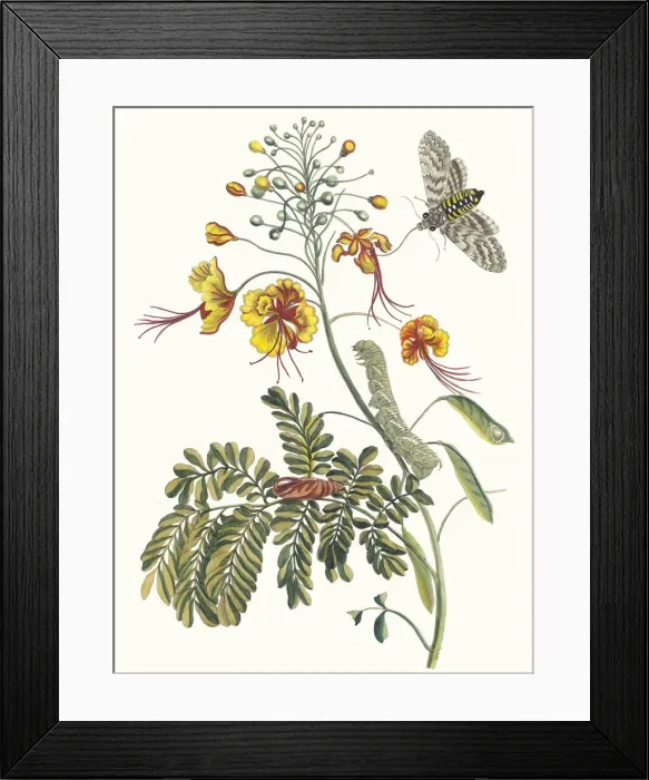 Framed Print : Flos Pavonis. From the Book Metamorphosis insectorum Surinamensium, 1705 Framed Print : Flos Pavonis. From the Book Metamorphosis insectorum Surinamensium, 1705