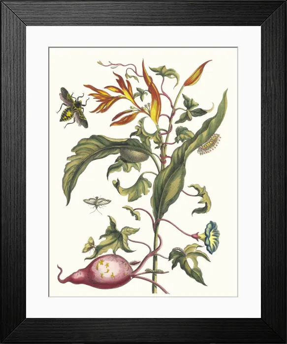 Framed Print : Ipomoea batatas and Heliconia psittacorum. From the Book Metamorphosis insectorum Framed Print : Ipomoea batatas and Heliconia psittacorum. From the Book Metamorphosis insectorum