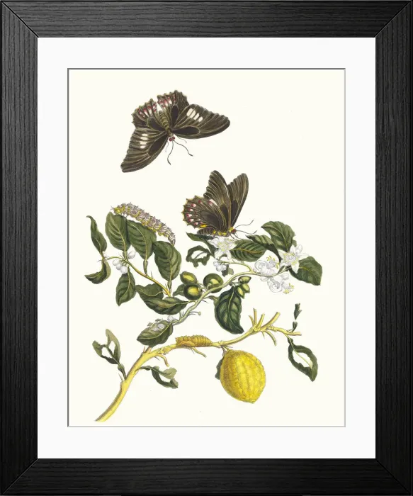 Framed Print : Limonier. From the Book Metamorphosis insectorum Surinamensium, 1705 Framed Print : Limonier. From the Book Metamorphosis insectorum Surinamensium, 1705