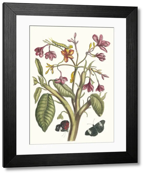 Framed Print : Jasmin des Indes. From the Book Metamorphosis insectorum Surinamensium, 1705 Framed Print : Jasmin des Indes. From the Book Metamorphosis insectorum Surinamensium, 1705