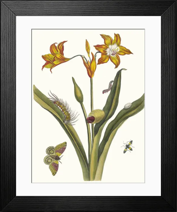 Framed Print : Lis Rouge. From the Book Metamorphosis insectorum Surinamensium, 1705 Framed Print : Lis Rouge. From the Book Metamorphosis insectorum Surinamensium, 1705