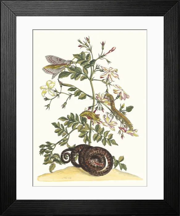 Framed Print : Jasminum grandiflorum. From the Book Metamorphosis insectorum Surinamensium, 1705 Framed Print : Jasminum grandiflorum. From the Book Metamorphosis insectorum Surinamensium, 1705