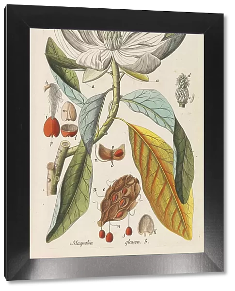 Botanisches Handbuch, 1808. Creator: Schkuhr, Christian (1741-1811)