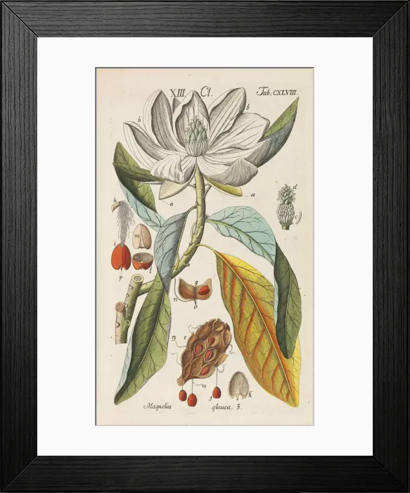Framed Print : Botanisches Handbuch, 1808. Creator: Schkuhr, Christian (1741-1811) Framed Print : Botanisches Handbuch, 1808. Creator: Schkuhr, Christian (1741-1811)