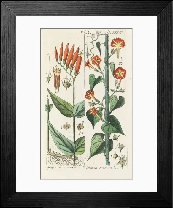 Framed Print : Botanisches Handbuch, 1808. Creator: Schkuhr, Christian (1741-1811) Framed Print : Botanisches Handbuch, 1808. Creator: Schkuhr, Christian (1741-1811)