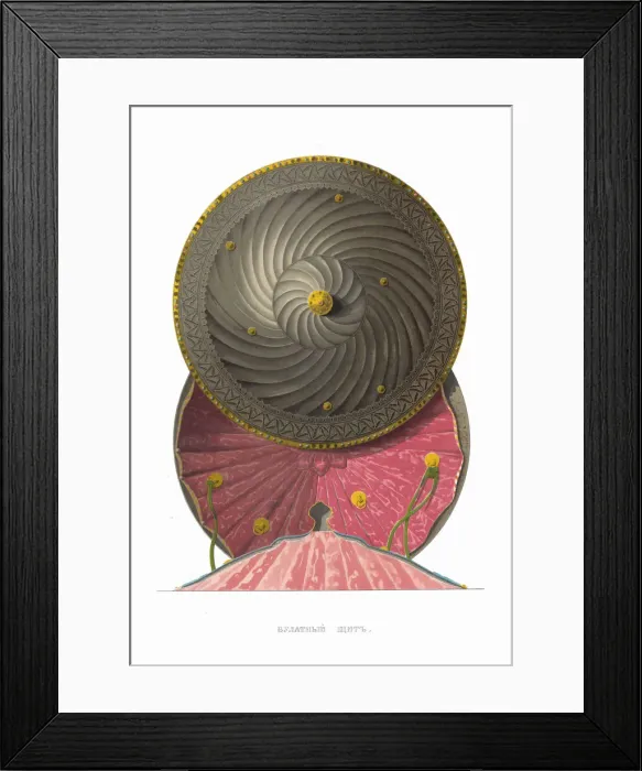 Framed Print : Bulat steel shield. From the Antiquities of the Russian State, 1849-1853 Framed Print : Bulat steel shield. From the Antiquities of the Russian State, 1849-1853