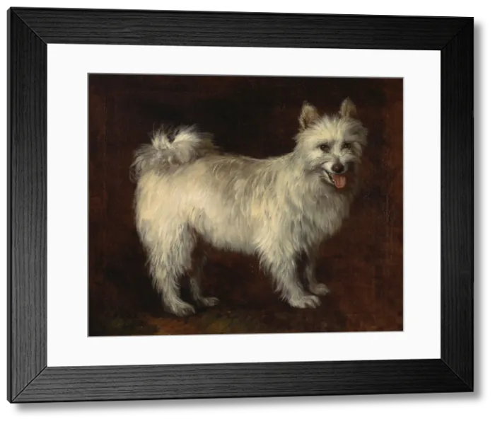 Framed Print : Spitz Dog; A Dog, ca. 1765. Creator: Thomas Gainsborough Framed Print : Spitz Dog; A Dog, ca. 1765. Creator: Thomas Gainsborough