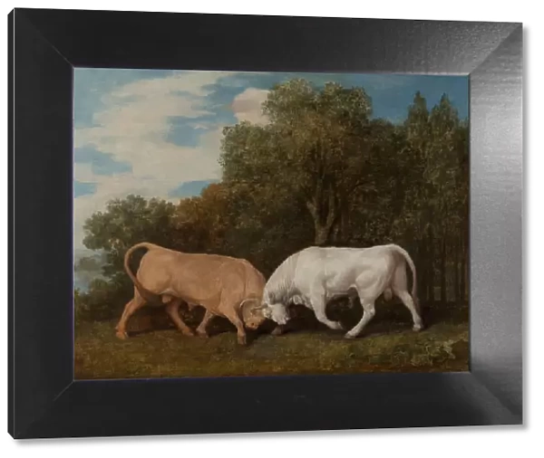 Bulls Fighting, 1786. Creator: George Stubbs