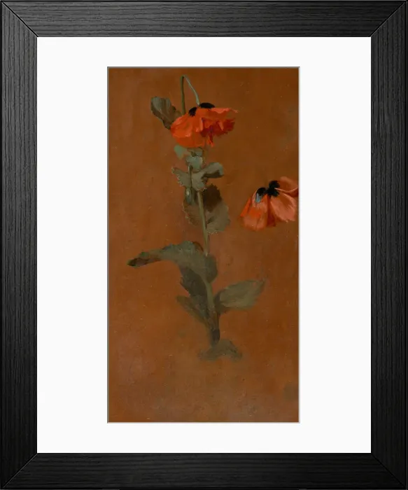 Framed Print : Study of Poppies, 1832. Creator: James Inskipp Framed Print : Study of Poppies, 1832. Creator: James Inskipp