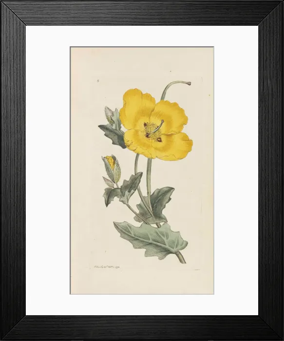 Framed Print : English Botany, 1790-1800. Creator: Sowerby, James (1757-1822) Framed Print : English Botany, 1790-1800. Creator: Sowerby, James (1757-1822)